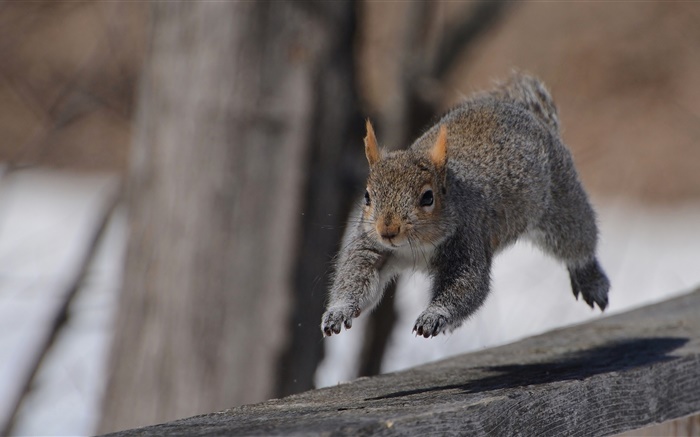Eichhörnchen-Laufen Hintergrundbilder Bilder