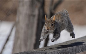Eichhörnchen-Laufen