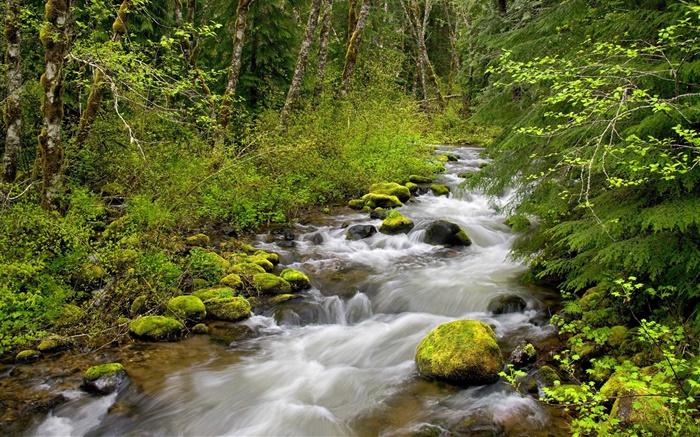 Noch Creek, Mt. Hood National Forest, Oregon, USA Hintergrundbilder Bilder