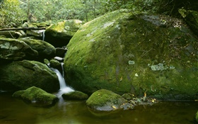 Steine, Moos, Bach, Wasser, Bäume HD Hintergrundbilder