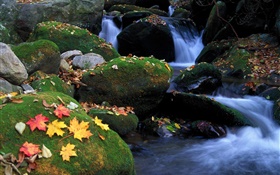 Steine, Moos, Strom, Blätter fallen HD Hintergrundbilder