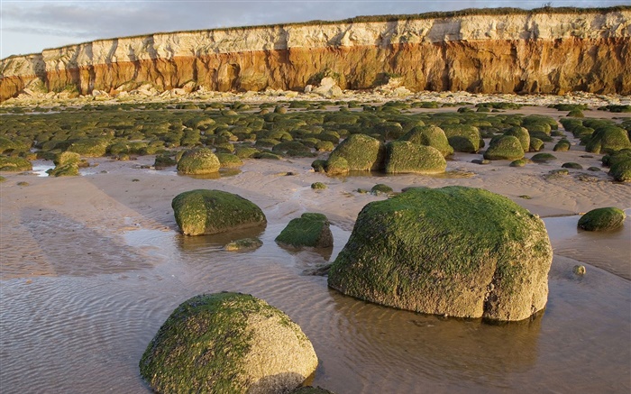 Steine, Moos, Wasser, Küste Hintergrundbilder Bilder