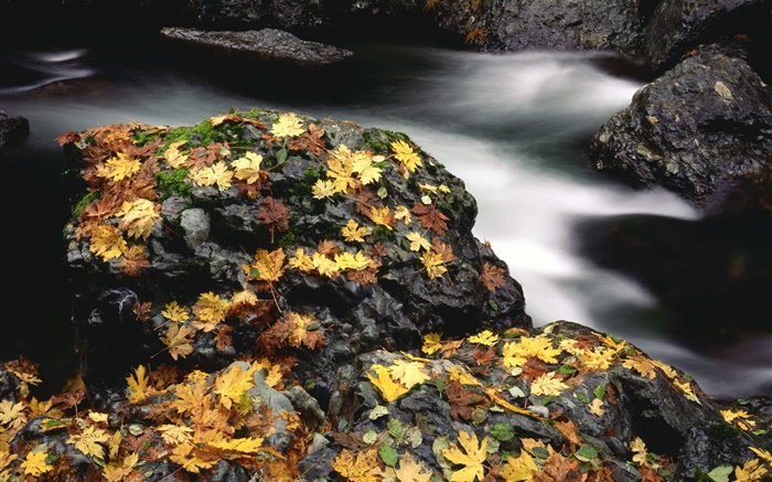 Steine, gelbe Blätter, Bach, Herbst Hintergrundbilder Bilder