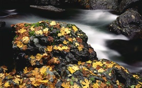 Steine, gelbe Blätter, Bach, Herbst HD Hintergrundbilder