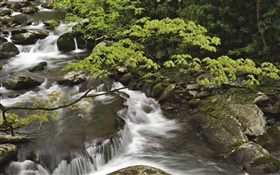 Bach, Bach, Steine, Great Smoky Mountains Nationalpark , Tennessee, USA HD Hintergrundbilder