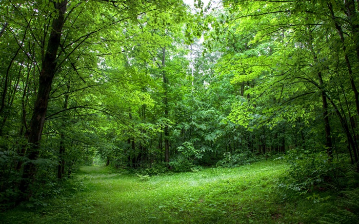 Sommer, Wald, Bäume, Blätter, grünen Gras Hintergrundbilder Bilder