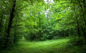 Sommer, Wald, Bäume, Blätter, grünen Gras HD Hintergrundbilder