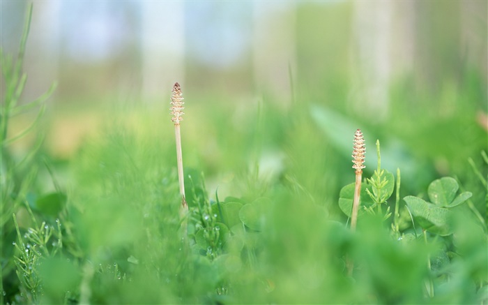 Sommer Gras close-up, grün Hintergrundbilder Bilder