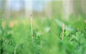 Sommer Gras close-up, grün HD Hintergrundbilder