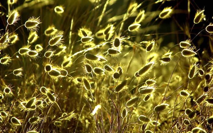 Sommer Natur Pflanzen close-up, Gras, Sonnenschein Hintergrundbilder Bilder