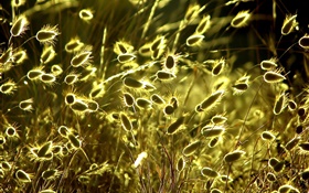 Sommer Natur Pflanzen close-up, Gras, Sonnenschein HD Hintergrundbilder
