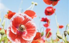 Sommer-Mohnblumen , rote und weiße Blütenblätter HD Hintergrundbilder