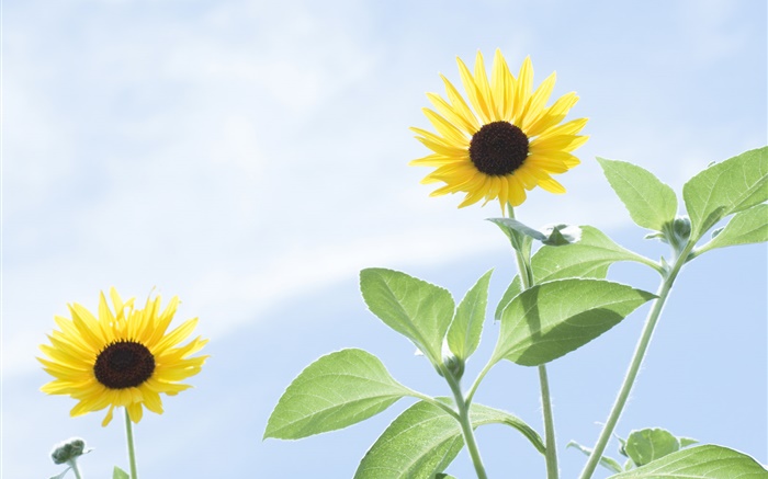 Sommer-Sonnenblumen , blauer Himmel Hintergrundbilder Bilder