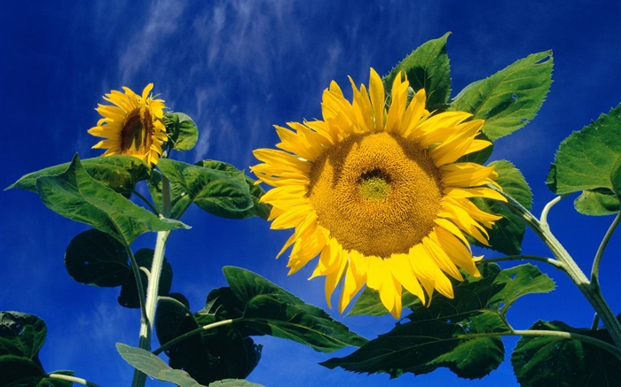 Sommer-Sonnenblumen , grüne Blätter, blauer Himmel Hintergrundbilder Bilder
