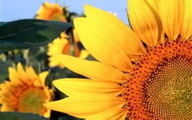 Sunflower close-up, gelben Blüten HD Hintergrundbilder