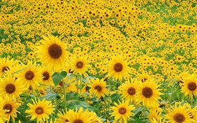Sonnenblumen -Feld, gelben Blüten HD Hintergrundbilder