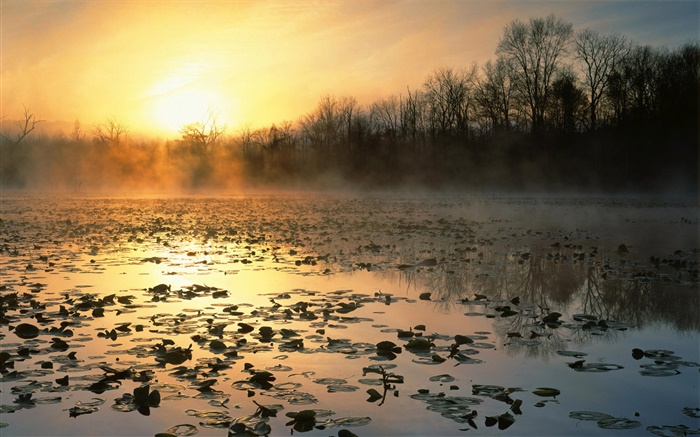 Sonnenaufgang, Teich, Bäume, Morgendämmerung , Nebel Hintergrundbilder Bilder