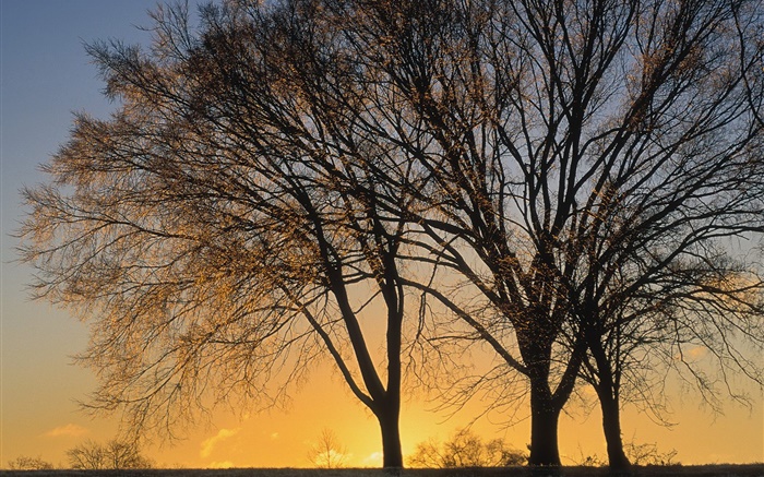 Sonnenuntergang, Bäume Hintergrundbilder Bilder