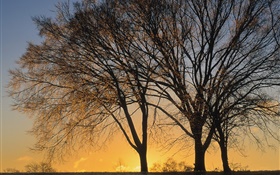 Sonnenuntergang, Bäume HD Hintergrundbilder