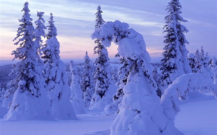 Dicker Schnee, Bäume, Dämmerung Hintergrundbilder Bilder
