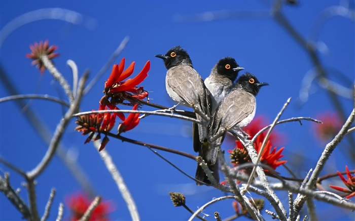 Drei Vögel, Etosha National Park, Namibia Hintergrundbilder Bilder