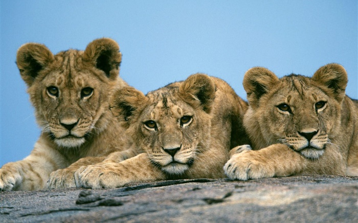 Drei nette Löwen Hintergrundbilder Bilder