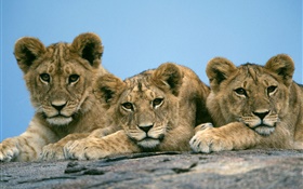 Drei nette Löwen HD Hintergrundbilder