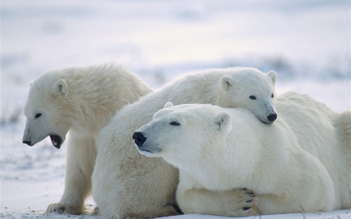 Drei Eisbären, Schnee, Kälte Hintergrundbilder Bilder