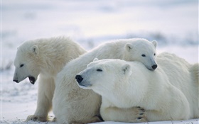 Drei Eisbären, Schnee, Kälte HD Hintergrundbilder