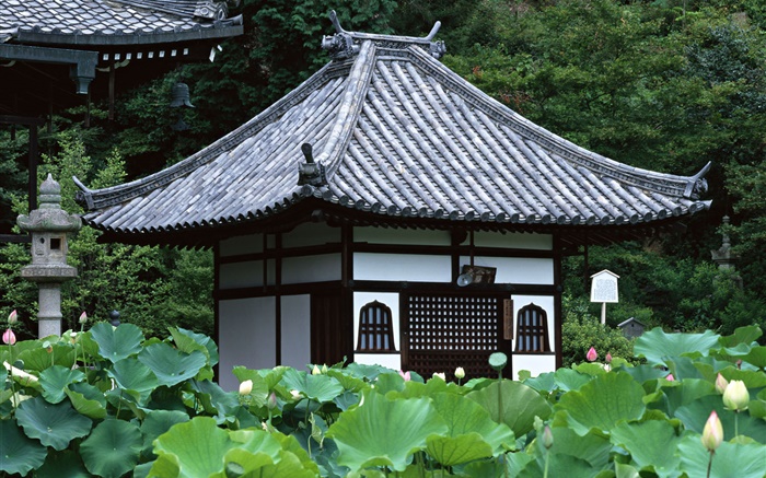 Tokyo, Japan, Garten, Tempel, Lotus-Teich Hintergrundbilder Bilder