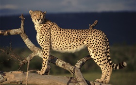 Baum Gepard HD Hintergrundbilder