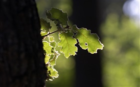 Baum, grünes Blatt, Sonnenschein HD Hintergrundbilder
