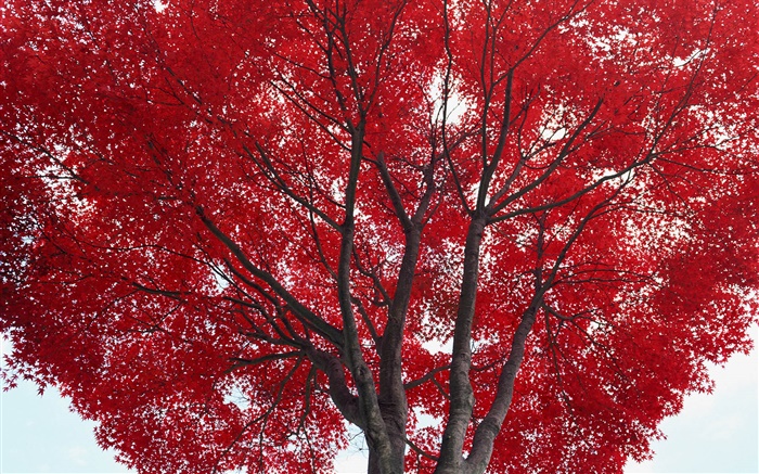 Baum, rote Blätter, Herbst Hintergrundbilder Bilder