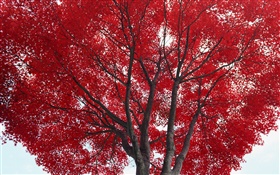 Baum, rote Blätter, Herbst HD Hintergrundbilder
