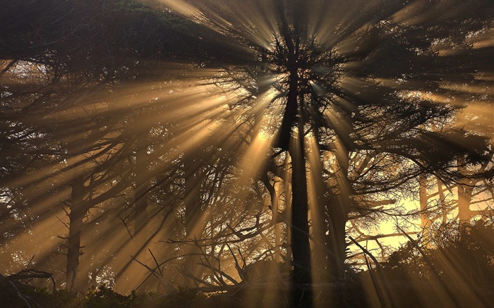 Bäume, Wald, Sonnenstrahlen Hintergrundbilder Bilder