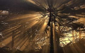 Bäume, Wald, Sonnenstrahlen HD Hintergrundbilder