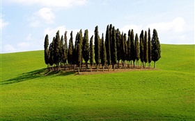 Bäume, Gras, Italien HD Hintergrundbilder