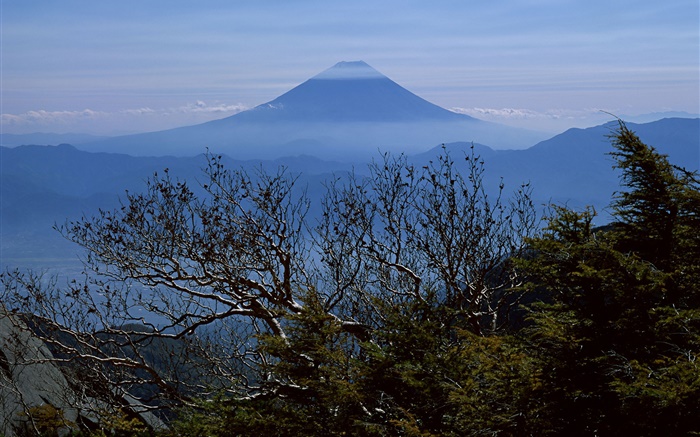Bäume, Morgen, Mount Fuji, Japan Hintergrundbilder Bilder