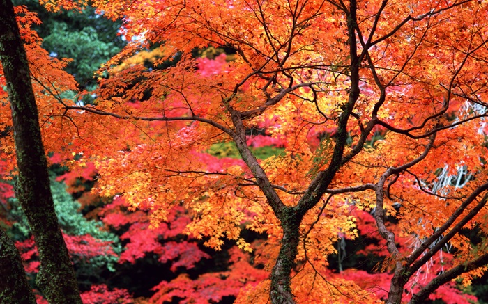 Bäume, rote Blätter, Zweige, Herbst Natur Landschaft Hintergrundbilder Bilder