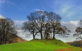 Bäume, Hang, Gras HD Hintergrundbilder
