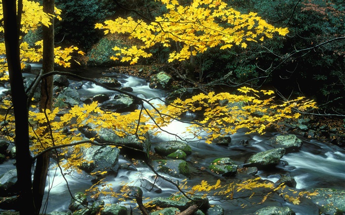 Bäume, gelbe Blätter, Strom, Steine, Herbst Hintergrundbilder Bilder