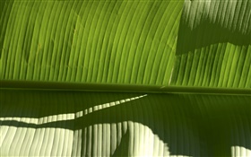 Tropische Pflanze grünes Blatt