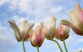Tulip Blumen close-up, blauer Himmel