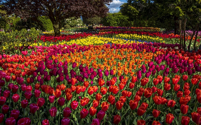 Tulpen, bunt, Bäume, Park Hintergrundbilder Bilder