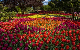 Tulpen, bunt, Bäume, Park HD Hintergrundbilder