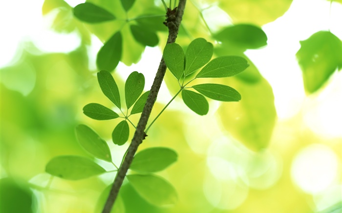 Reisig, grüne Blätter, Bokeh Hintergrundbilder Bilder
