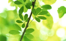 Reisig, grüne Blätter, Bokeh HD Hintergrundbilder