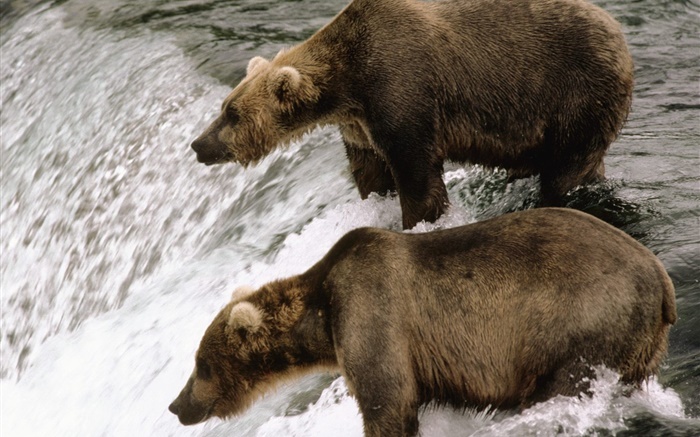 Zwei Bären in den Fluss, Jagd Fisch Hintergrundbilder Bilder