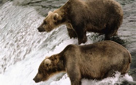 Zwei Bären in den Fluss, Jagd Fisch HD Hintergrundbilder