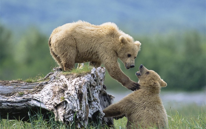 Zwei Bären Spiel Hintergrundbilder Bilder